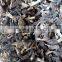 dry Morchella conica price dried morel mushrooms China dry mushroom