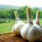 Fresh Indonesian White Garlic & Import China Pure garlic, White Garlic, Ginger & Carrot