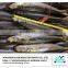 Frozen whole round scad mackerel fish prices