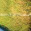 1000-100000KG/DAY Automatic Heating and Watering Hydroponic Fodder Production Line