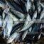 Wholesale mackerel fish