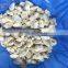 High Quality Hot Sales Frozen Short Necked Clam Meat