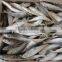 frozen horse mackerel