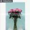 High quality Valentine gift big tea rose buy direct from China factory