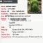 Artificial plastic hedge topiary grass animal for landscape
