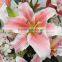 2015 top sell real high quality artificial Tiger Lily flower for home decoration
