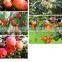 Factory Supply Engraved Tool Pruning Garden Basket Coconut Metal Pole Fruit Picker