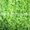 IQF Frozen Green Pepper Dice