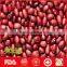 Wholesale red kidney beans with high quality