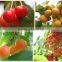 seaweed organic fertilizer biological liquid fertilizer