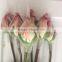 Big distount for fresh cut pink/red/blue/green rose from Kunming China