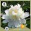 my test Tree Peony Plant Root