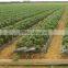 Drip Tape , Drip Irrigation Tape Inter Inlay , Drip Irrigation Belt With Continous Sheet Dripper