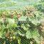 High quality agriculture Apple Tree Protection anti  Insect net for agriculture protection net garden