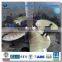 High Quality Bronze Marine Boat Propeller