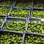 SEEDLESS LIME ON CROP 2016 HOT SALE BEST PRICE HIGH QUALITY