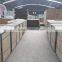 Professional Chicken Plucker ZH-65/used Poultry Plucker (Lydia Whatsapp: 0086.15965977837)