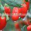 Ningxia Organic Sun Dried Goji Berries