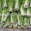 fresh Chinese Cabbage