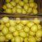 Fresh Lemon