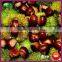 Organic Fresh Yanshan Chinese Chestnut