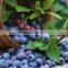 GMP Certified Manufacturer Supply Blueberry Extract