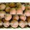 Raw Processing Type Fresh Style Ordinary Walnuts with Shell