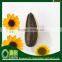 Inner Mongolia 5009 Price Sunflower Seeds Market Price
