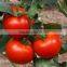 Vegetable Seeds