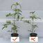 Advanced special effects organic fertilizer