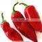frozen red pepper frozen red chili with good quality and moderate price in China