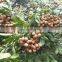 100% NATURAL BEST SELLER DRIED LONGAN FRUIT PRODUCT FROM VIET NAM