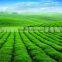 new design manual type tea leaf rolled machine,electric Oolong tea rolling machine for sale