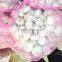 4.5CM PURE WHITE GARLIC AND NORMAL WHITE GARLIC