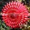 Popular Tissue Paper Fans Ceiling Decoration Inflatable birthday party decorations