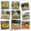 Low MOQ wholesale stock lemon fruit float inflatable donut