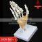 Life-size hand joint with ligaments