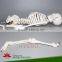 85cm human skeleton model with the spinal nerve