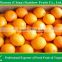Fresh Madarin Orange/Lukan