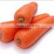 2016 chinese new crop fresh Carrot 80g up in carton