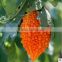 Fruit type bitter melon seeds bitter gourd seeds for growing