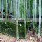 Phyllostachys heterocycla (Carr.) Mitford cv. Pubescens & bamboo