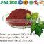 100% natural red grape skin powder ISO GMP HACCP KOSHER HALAL certificated