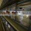 Pullet Cages for breeders