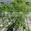 Truss shape trellising hot dipped galvaniazed cultivating shelf used in greenhouse