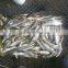 8-10pcs/kg Sardine W/R new coming 2015