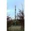 Elm  tree tower