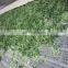 Sinocharm Frozen vegetable  BRC A approved Fresh 5cm IQF Frozen Coriander Cut