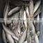 small eye horse mackerel frozen horse mackerel fish