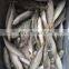 frozen horse mackerel fish namibia frozen big eye horse mackerel fish trachurus japonicus